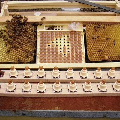 продукти за пчеларство с варикоза